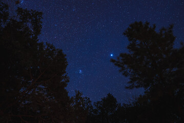 Night sky filled with stars through forest trees. Deep blue sky hints at dusk or dawn. Bright star...