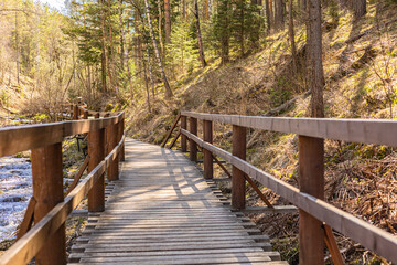 Obraz premium Landscape in spring, summer in a forest. A wooden hiking trail lead through the forest.