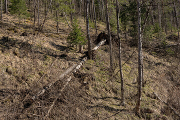 Windfallen trees after storm, hurricane, strong wind  in the forest.