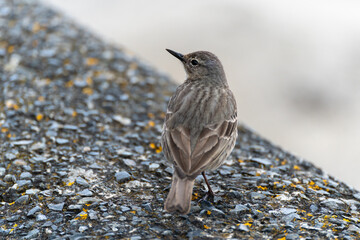 Rock Pipit, Anthus petrosus, resting on a stone wall in Mevagissey