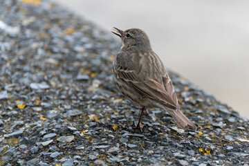 Rock Pipit, Anthus petrosus, resting on a stone wall in Mevagissey