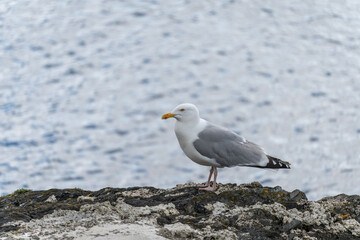 Obraz premium European Herring Gull, Larus argentatus, resting in Mevagissey Cornwall