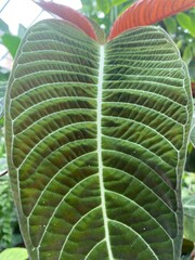 Riesiges Blatt