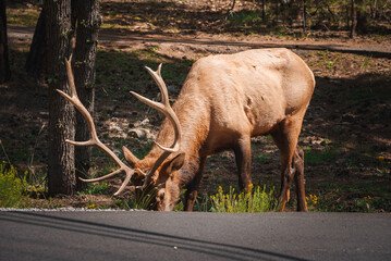 Majestic elk with large antlers grazing by road in forested area, possibly a natural habitat in a...