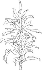 Detailed vector sketch illustration design of ornamental plants in the garden