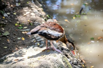 Obraz premium Black-bellied Whistling-Duck, white wing patch and reddish back, stands poised on a sunlit rock, dips its bill toward the water, searching food against a backdrop of dappled light and dark, wet earth