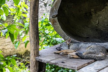 Gray fox, lycalopex from the Ecuadorian coast resting in its tree house during a sunny day, and covered in trees
