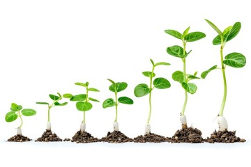 A row of young plants growing from the soil, suitable for gardening concepts