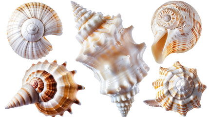 Obraz premium Decorations of seashell , ocean mollusk .. Underwater life , white background , png transparent
