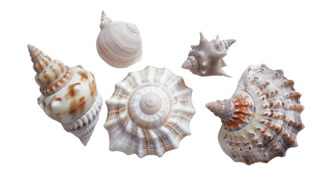 Decorations of seashell , ocean mollusk .. Underwater life , white background , png transparent