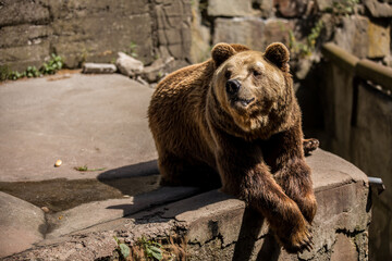 Obraz premium Brown bear, a carnivore, resting on a rock in a natural landscape