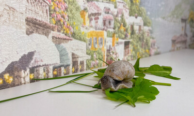 A snail crawls on the grass on a table in the house