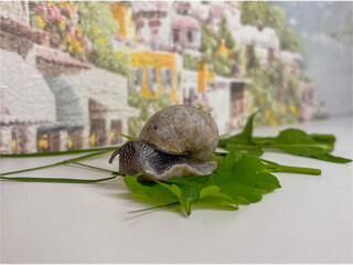A snail crawls on the grass on a table in the house