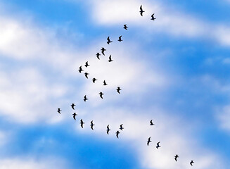 Seagull flock at sky