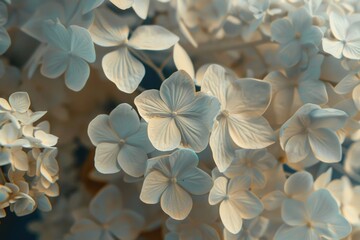 Close up of a bunch of white flowers, perfect for floral backgrounds