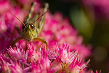 grasshopper on pink flower