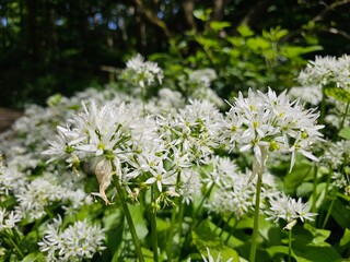 Wild Garlic