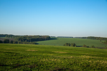 Fototapeta premium A lush green field with trees, set against a backdrop of blue sky