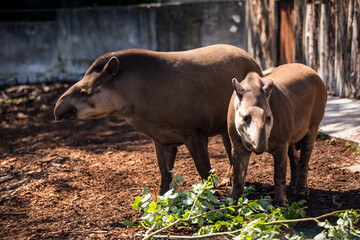 Fototapeta premium Working animals grazing on grass in the dirt next to each other