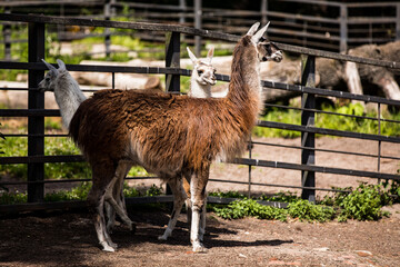 Two llamas standing next to each other in a fenced area © Victor Kaprov