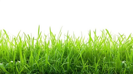 Fototapeta premium Verdant Dreams: A Lush Symphony of Green Grass