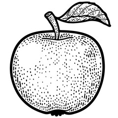 Apple fruit sketch engraving PNG illustration. T-shirt apparel print design. Scratch board imitation. Black and white hand drawn image.