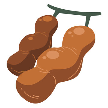 Tamarind fruit vector illustration, buah asam or tamarindo fruits isolated on white background, indian date or asam jawa clipart, amlika imli or chincha