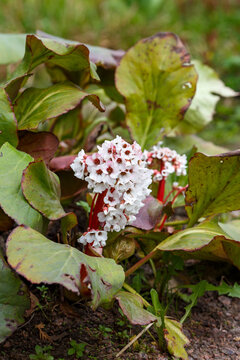 Saxifraga thick-leaved , Chagir or Mongolian tea ( lat. Bergenia crassifolia or badan "Silberlicht") in blooms in spring garden