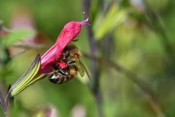 abeille du jardin 34