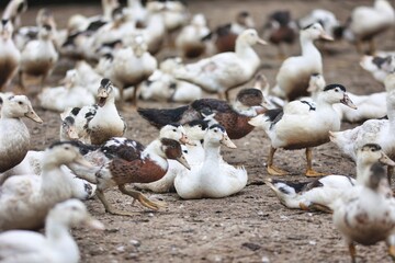 Elevage de canards gras, risque de grippe aviaire