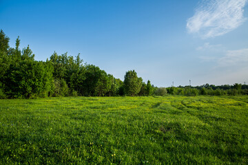 Vibrant green meadow with trees under a clear blue sky