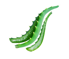 Sliced stems of aloe vera close up isolated on a white background