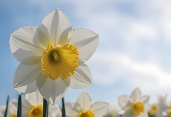 A white daffodil flower, surrounded by other daffodil flowers in a field against a blurred blue sky background