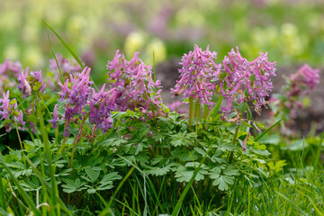 Corydalis cava early spring wild forest flowers in bloom