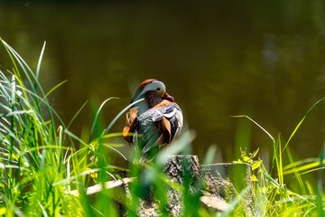 colorfull mallard duck on a sunny day in a pond in berlin germany