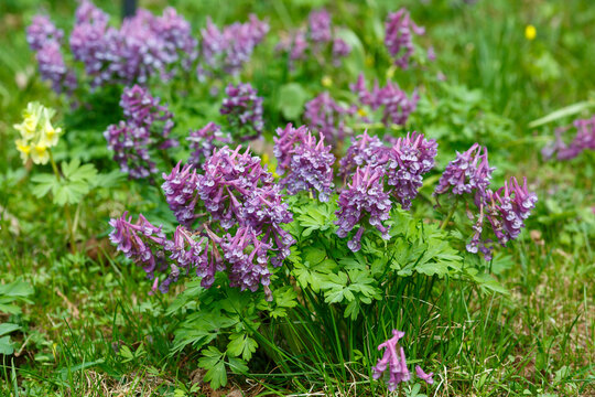 Corydalis cava early spring wild forest flowers in bloom