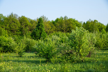 Dense forest with abundant plant life under a blue sky