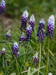 Muscari latifolium Grape Ice in bloom in spring garden