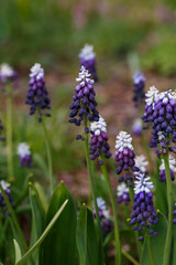Muscari latifolium Grape Ice in bloom in spring garden