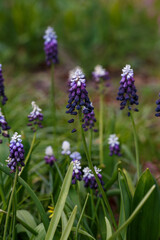 Muscari latifolium Grape Ice in bloom in spring garden
