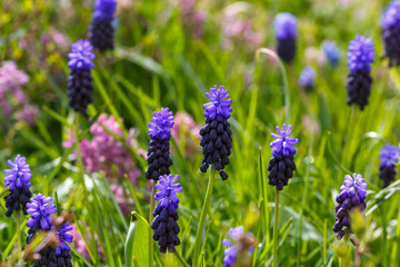 Obraz premium Muscari latifolium in bloom in spring garden