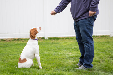man training dog to sit with hand signal in backyard 