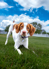 Brittany spaniel dog playing in grass on a sunny summer day