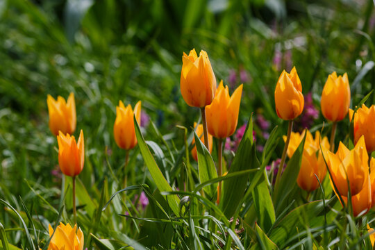 Tulip superior or tulip excellent ( lat. Tulipa praestans ) is a species of perennial bulbous plants from the genus Tulip of the Liliaceae family