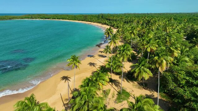 Aerial push in footage, passing over the palm trees and beach at Playa Pinones, Puerto Rico.