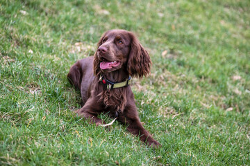 portrait of a dog