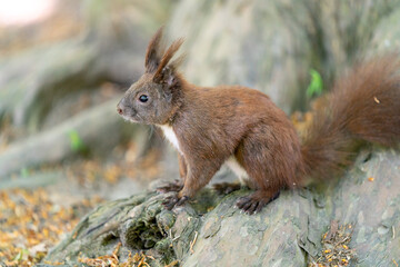 squirrel in the forest eating nuts in the shadow in summertime in berlin germany