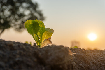 lettuce growing in a field, illuminated by the light of dawn