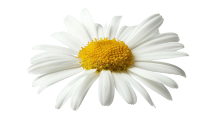 Common daisy blossom isolated on white background, png transparent