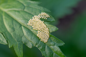 The potential for life on a small leaf in the garden.